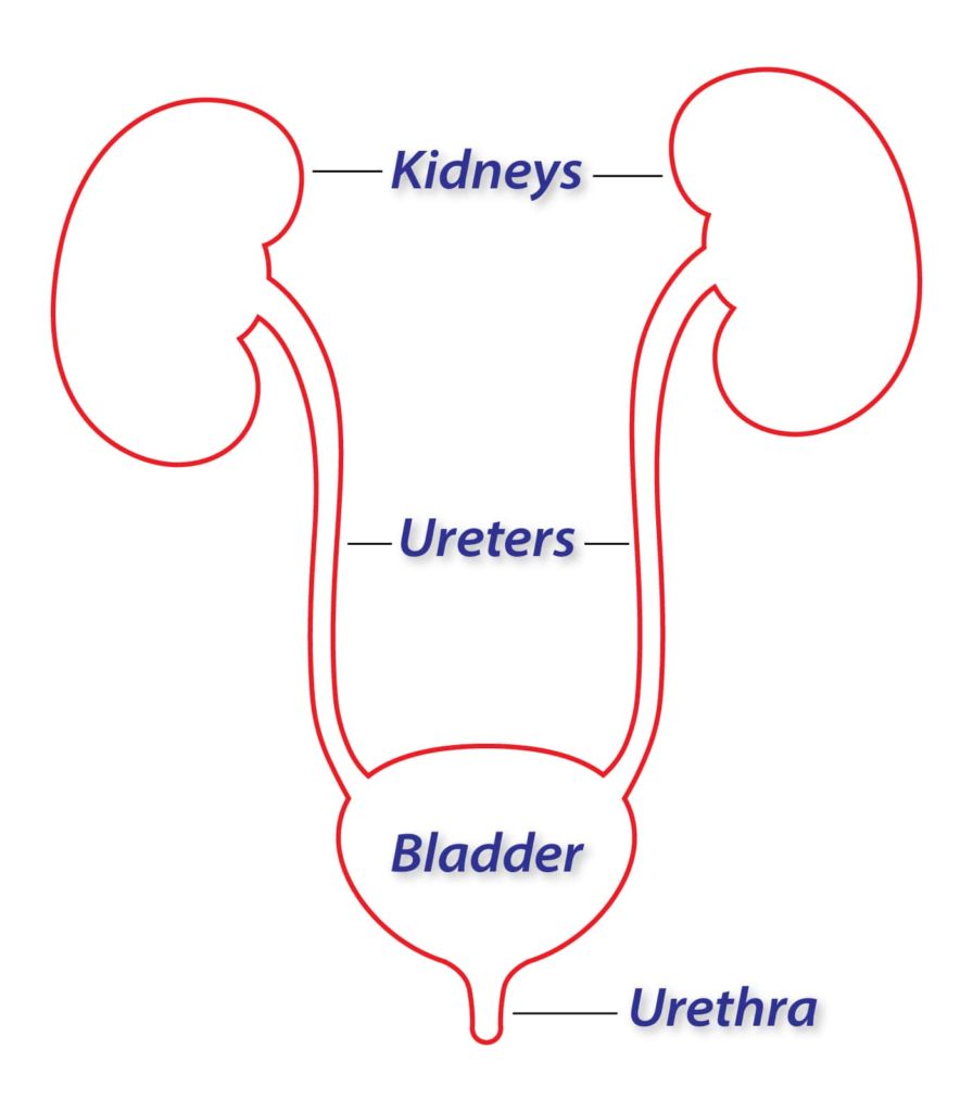 Image of the urinary system