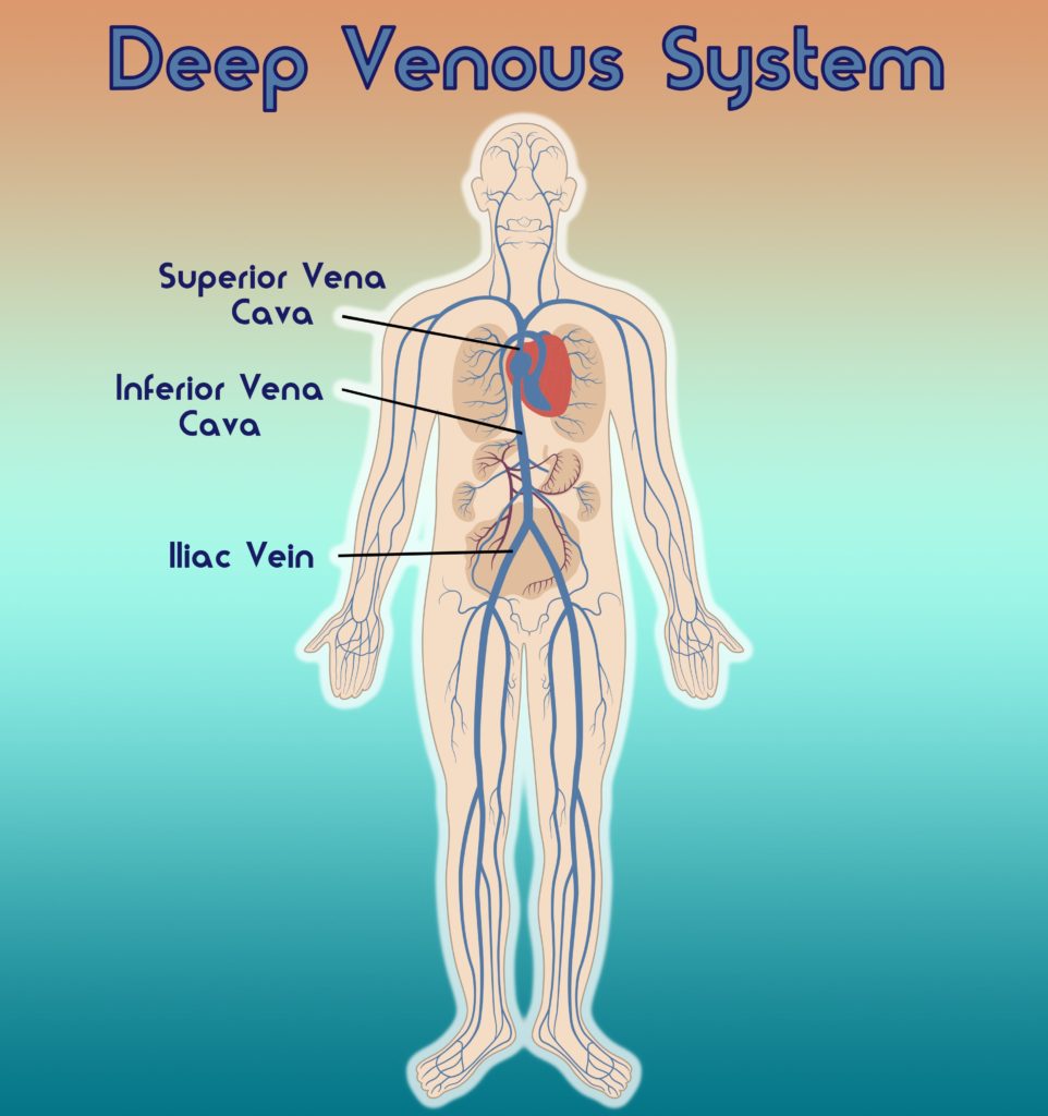 Diagram of the Deep Venous System